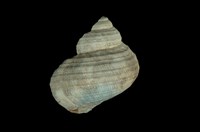 藏品(高腰蠑螺)的圖片